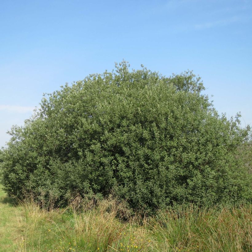 Aschgraue Weide - Salix cinerea (Plant habit)