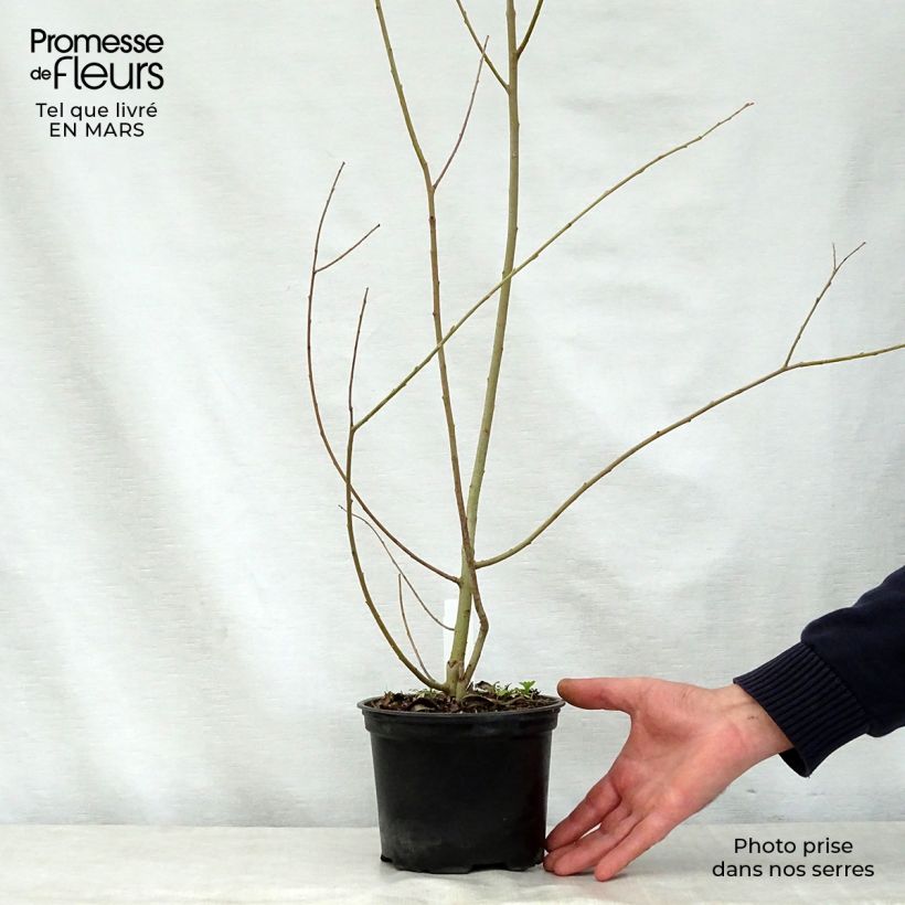 Exemplar von Aschgraue Weide - Salix cinerea Topf mit 2L/3L wie im Frühjahr geliefert