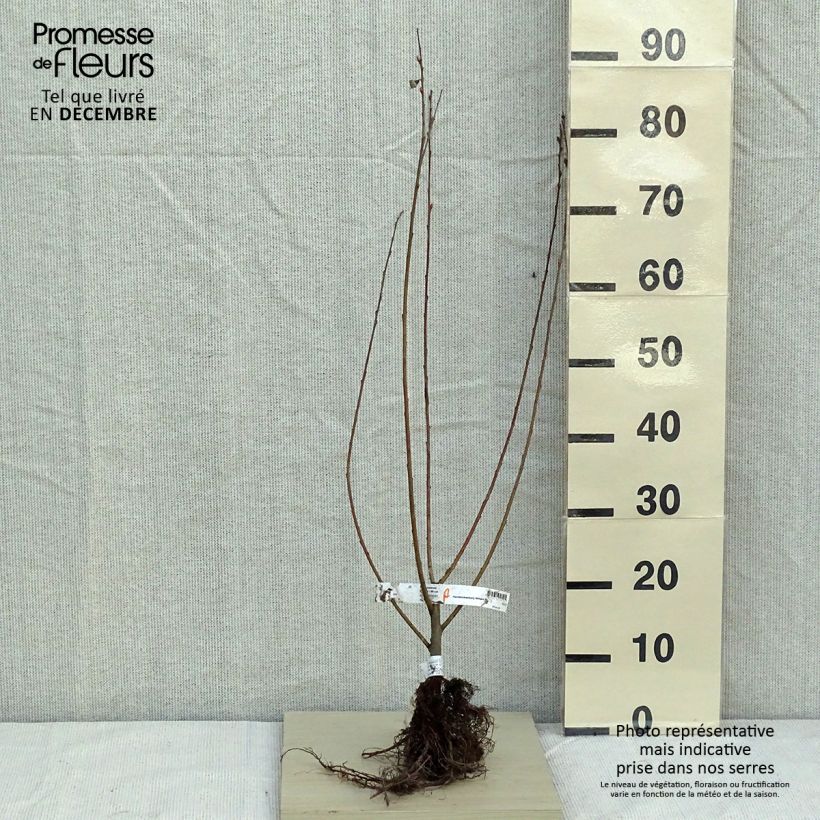 Example of Aschgraue Weide - Salix cinerea Wurzelnackt as you get in hiver