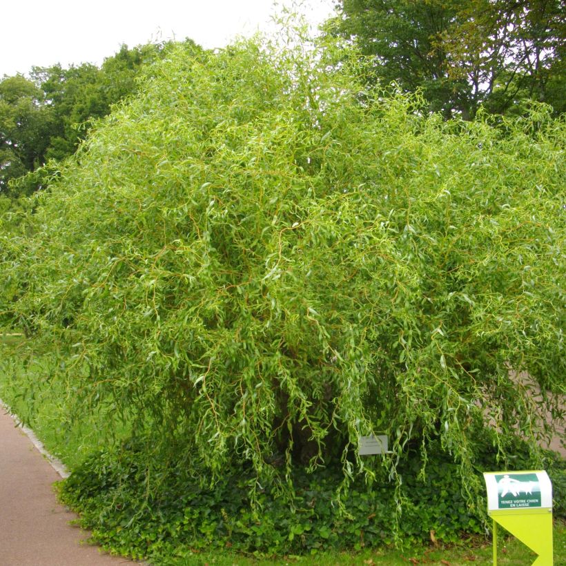 Lockenweide - Salix erythroflexuosa (Plant habit)
