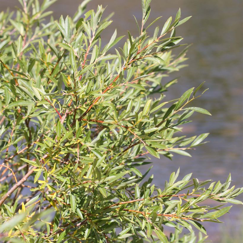 Koyoten-Weide - Salix exigua (Foliage)