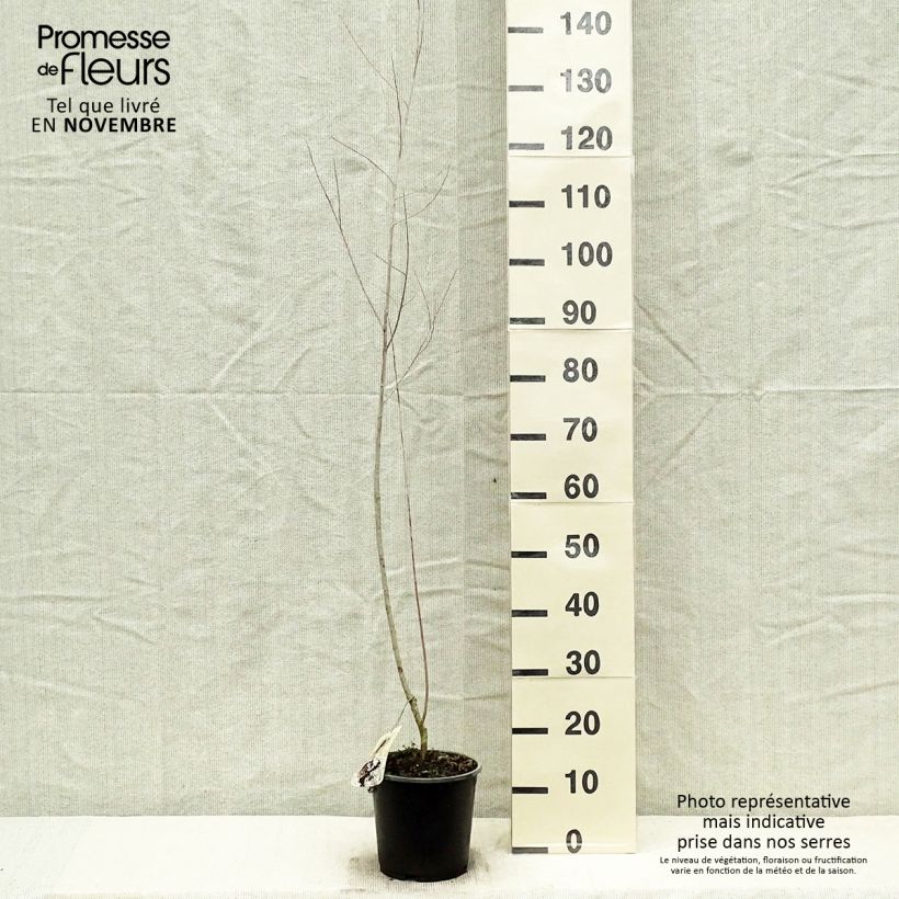 Example of Koyoten-Weide - Salix exigua Topf mit 3L/4L as you get in automne