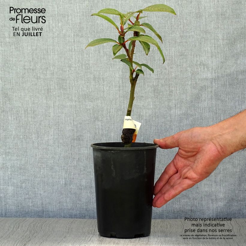 Exemplar von Farges Weide - Salix fargesii Topf mit 4L/5L wie im Sommer geliefert
