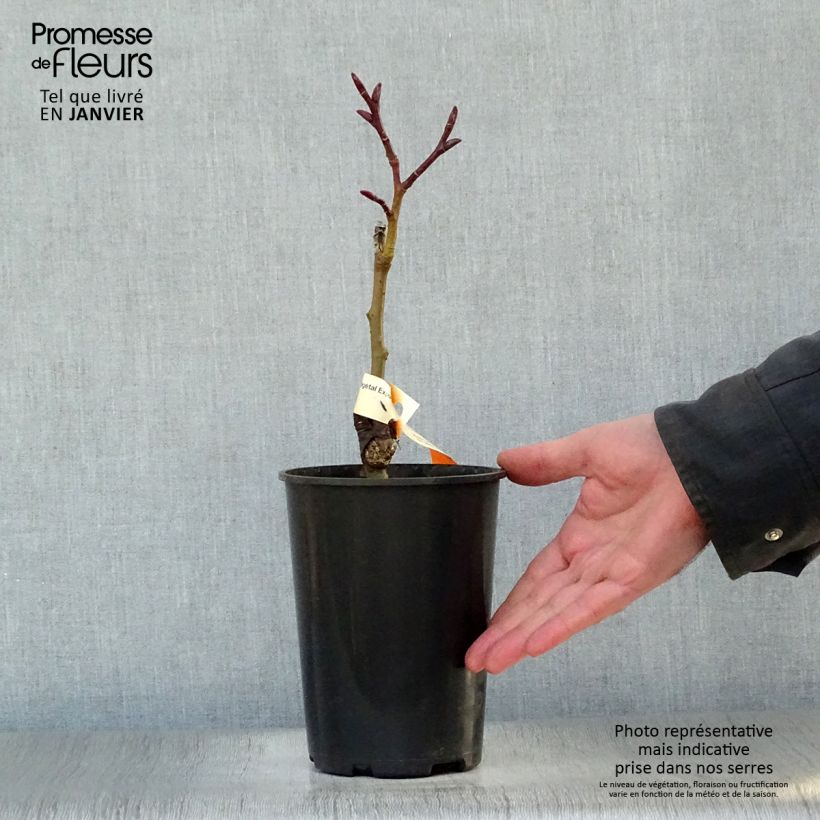 Exemplar von Farges Weide - Salix fargesii Topf mit 4L/5L wie im Winter geliefert