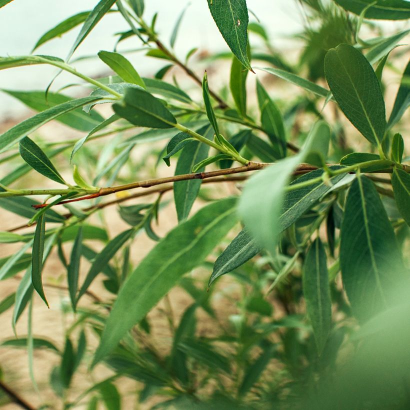 Bruch-Weide - Salix fragilis (Foliage)