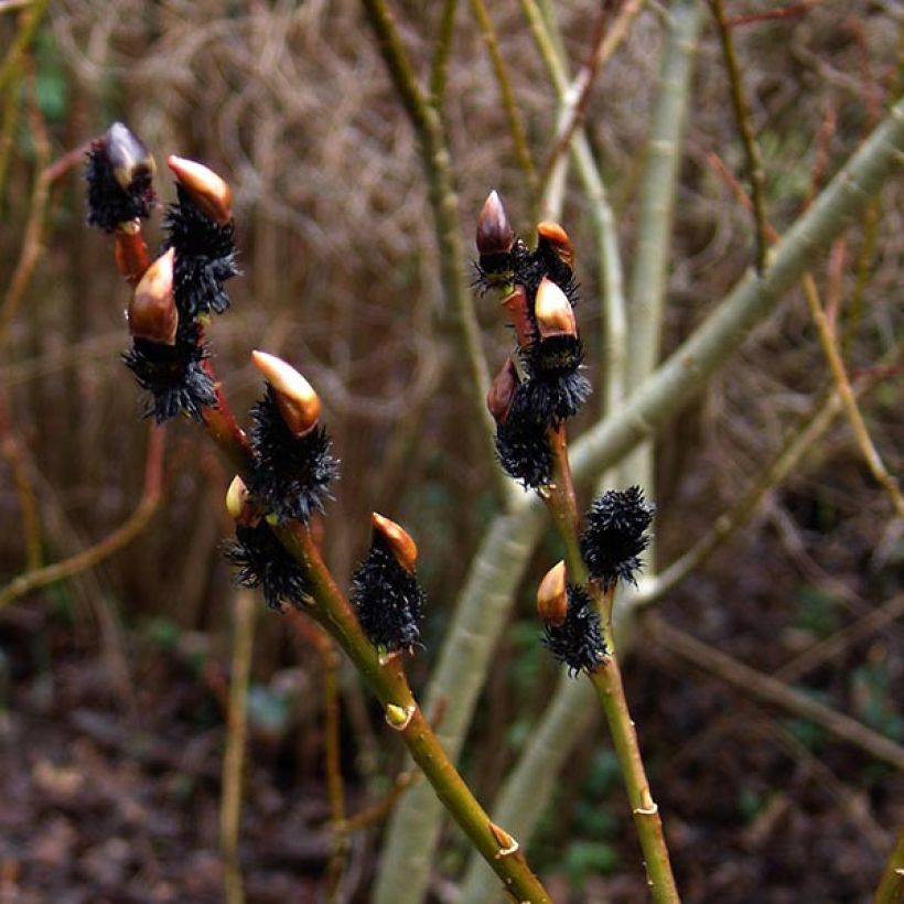 Rosa Riesen-Salweide - Salix gracilistyla (Flowering)