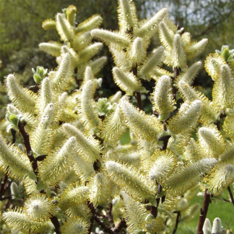 Spieß-Weide Wehrhahnii - Salix hastata (Flowering)