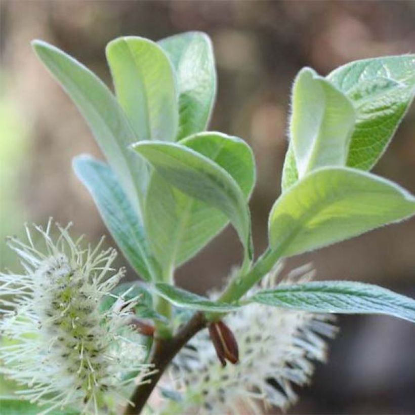 Schweizer Weide - Salix helvetica (Foliage)