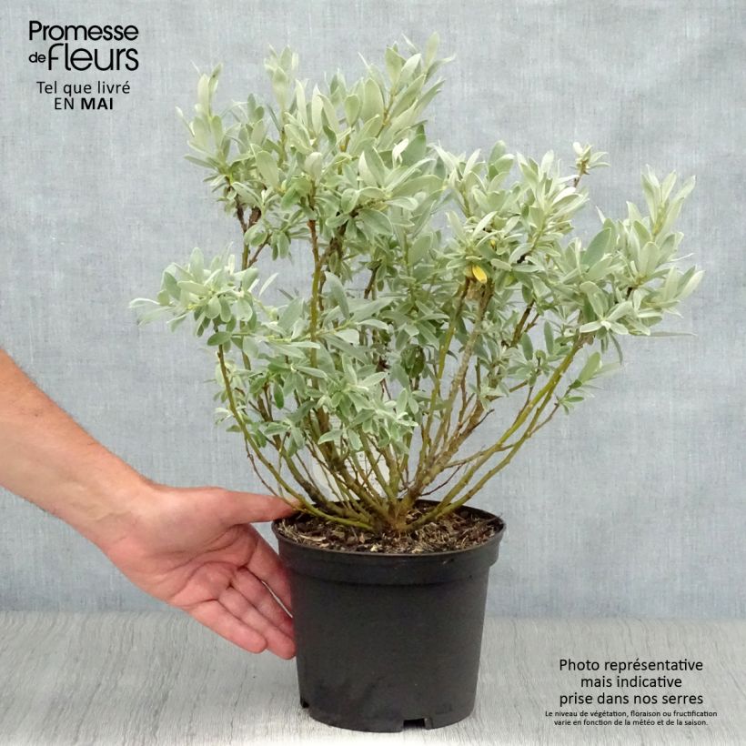 Exemplar von Schweizer Weide - Salix helvetica Topf mit 2L/3L wie im Frühjahr geliefert