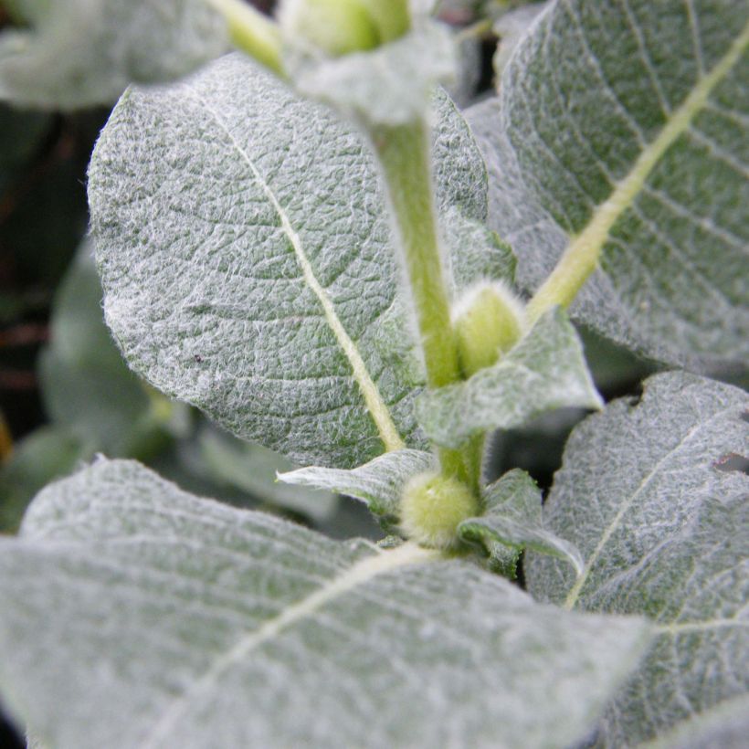 Filzige Weide - Salix lanata (Foliage)
