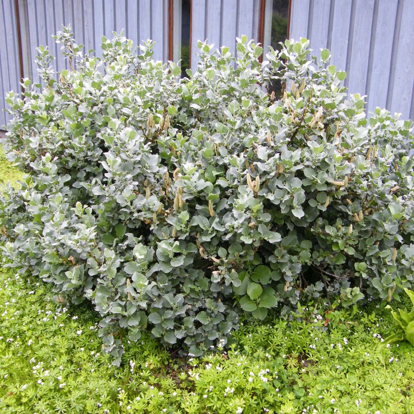 Filzige Weide - Salix lanata (Plant habit)