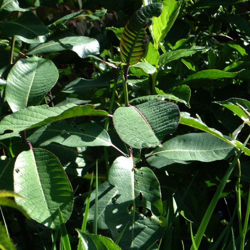 Pracht-Weide - Salix magnifica (Foliage)