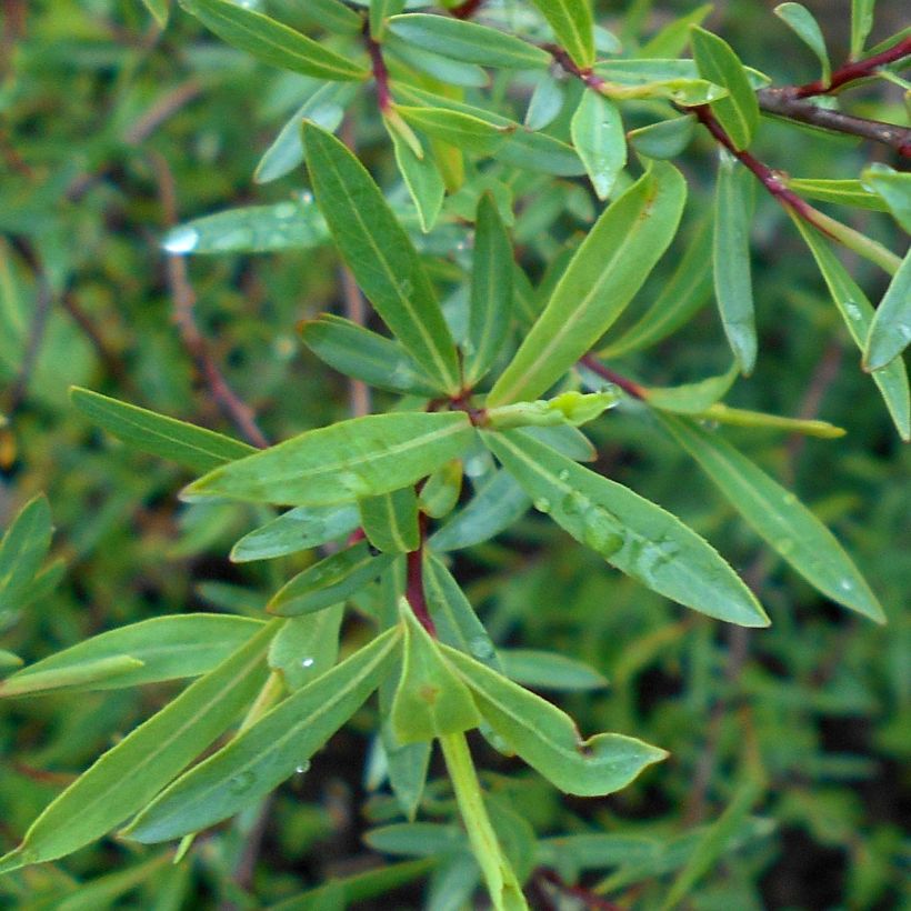 Purpur-Weide Nana - Salix purpurea (Foliage)