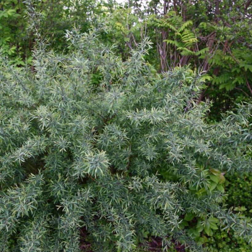Purpur-Weide Nana - Salix purpurea (Plant habit)