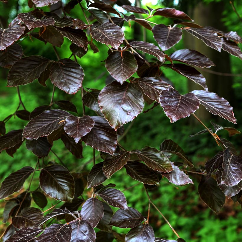 Purpur-Weide Nana - Salix purpurea (Laub)