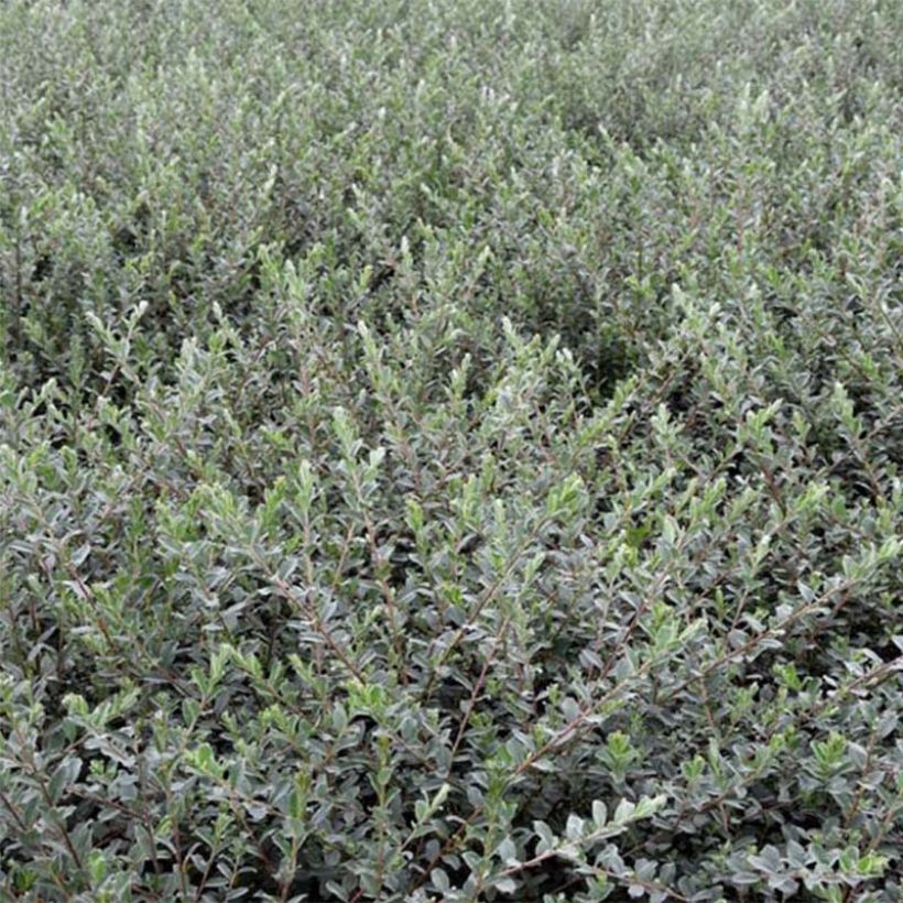 Kriech-Weide Nitida - Salix repens (Foliage)