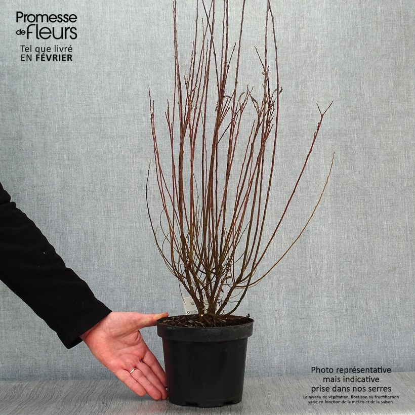 Exemplar von Kriech-Weide - Salix repens Topf mit 2L/3L wie im Winter geliefert