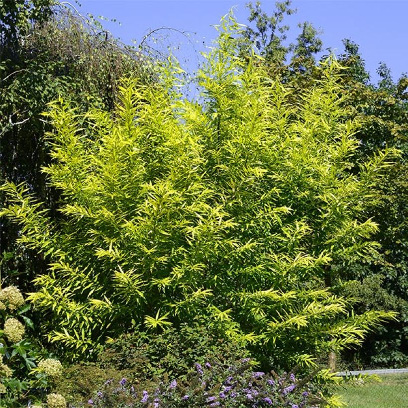 Drachenweide Golden Sunshine - Salix sachalinensis (Plant habit)