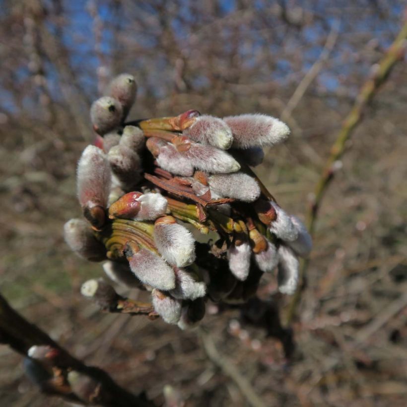 Drachenweide Sekka - Salix sachalinensis (Flowering)