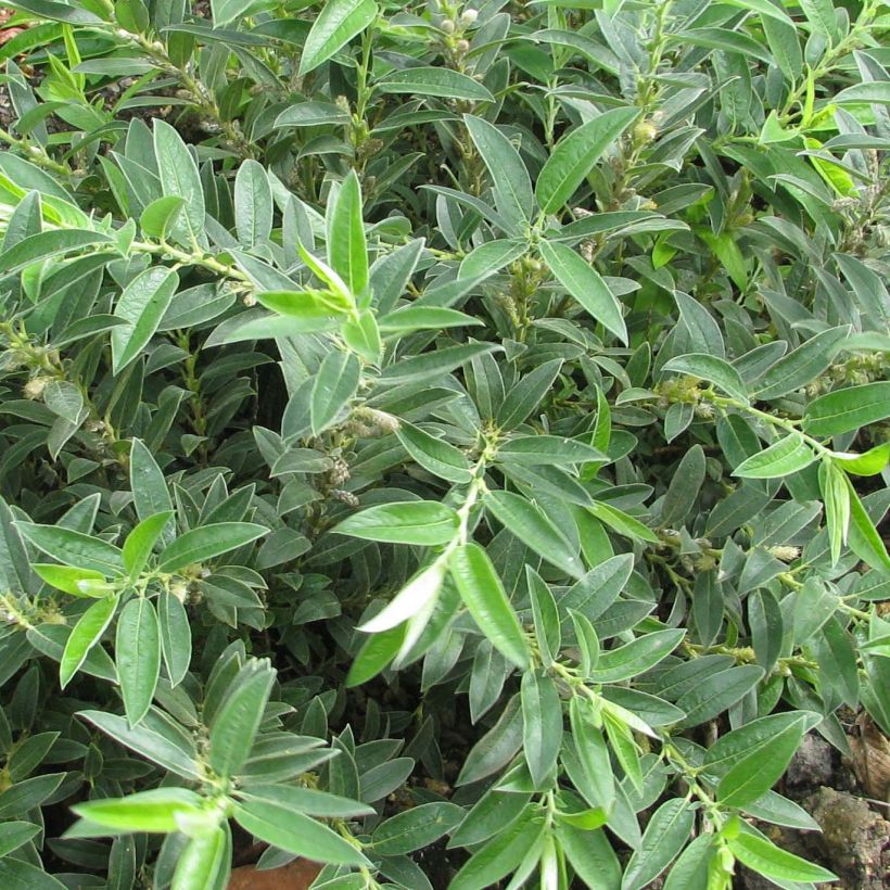 Zwerg-Zierweide - Salix subopposita (Foliage)