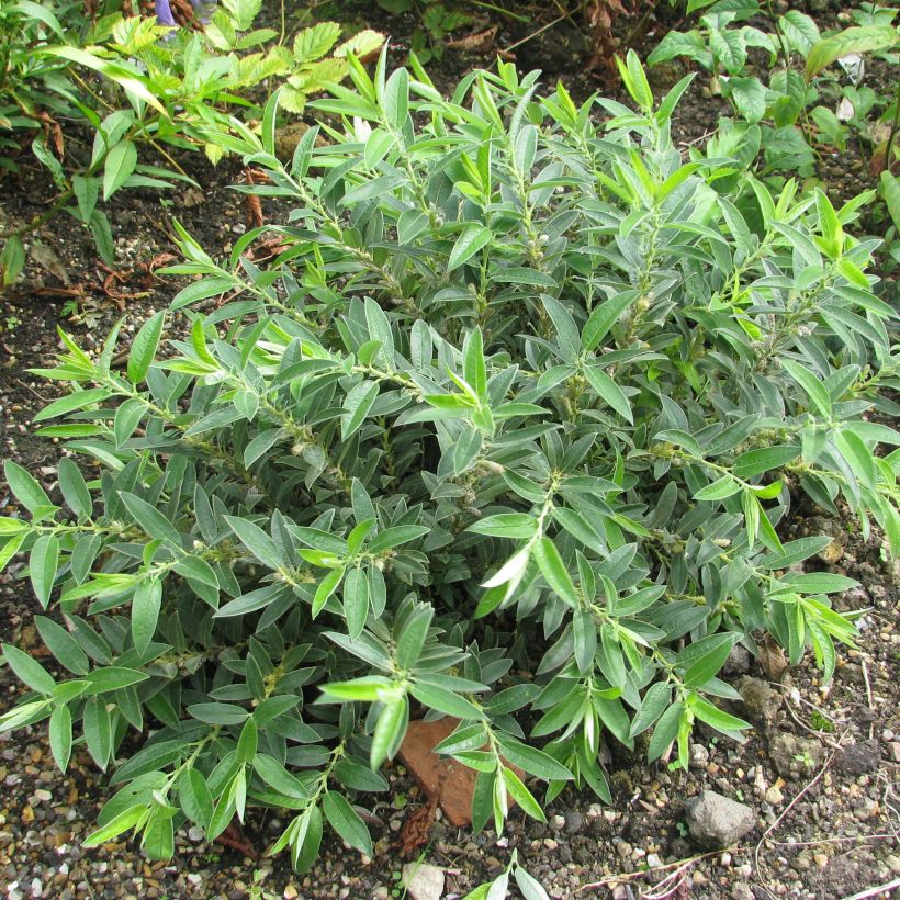 Zwerg-Zierweide - Salix subopposita (Plant habit)