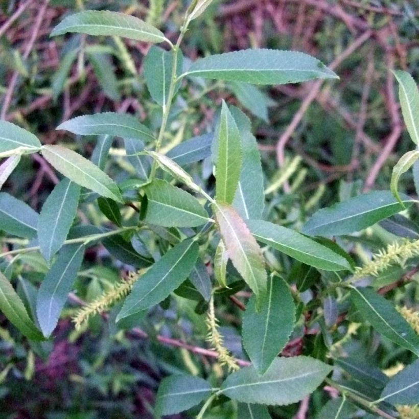 Mandel-Weide - Salix triandra (Foliage)