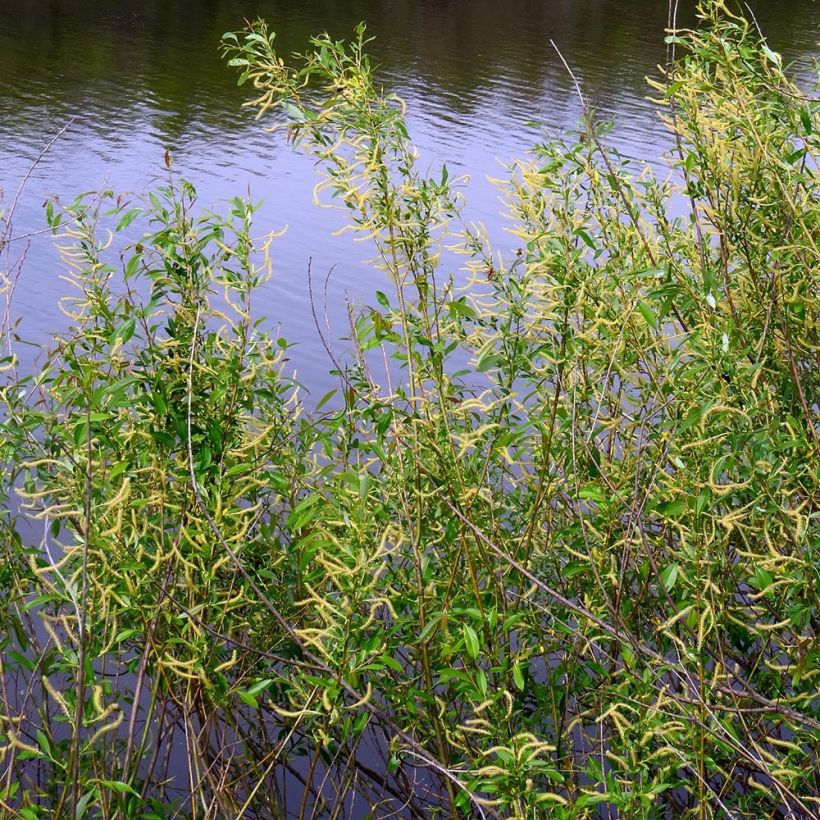 Mandel-Weide - Salix triandra (Plant habit)