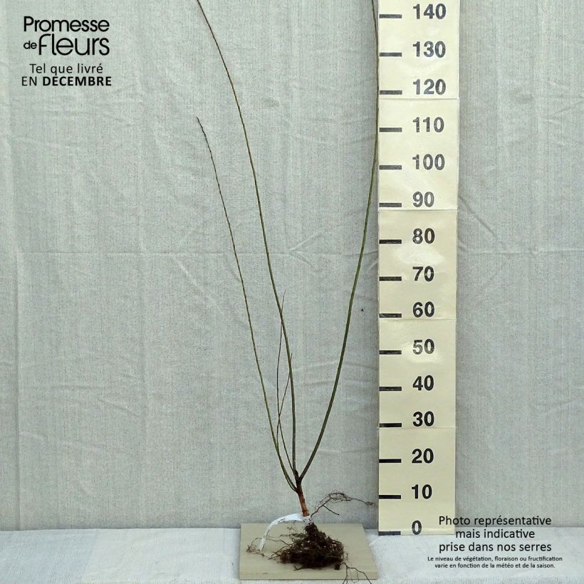 Example of Mandel-Weide - Salix triandra Wurzelnackt as you get in hiver