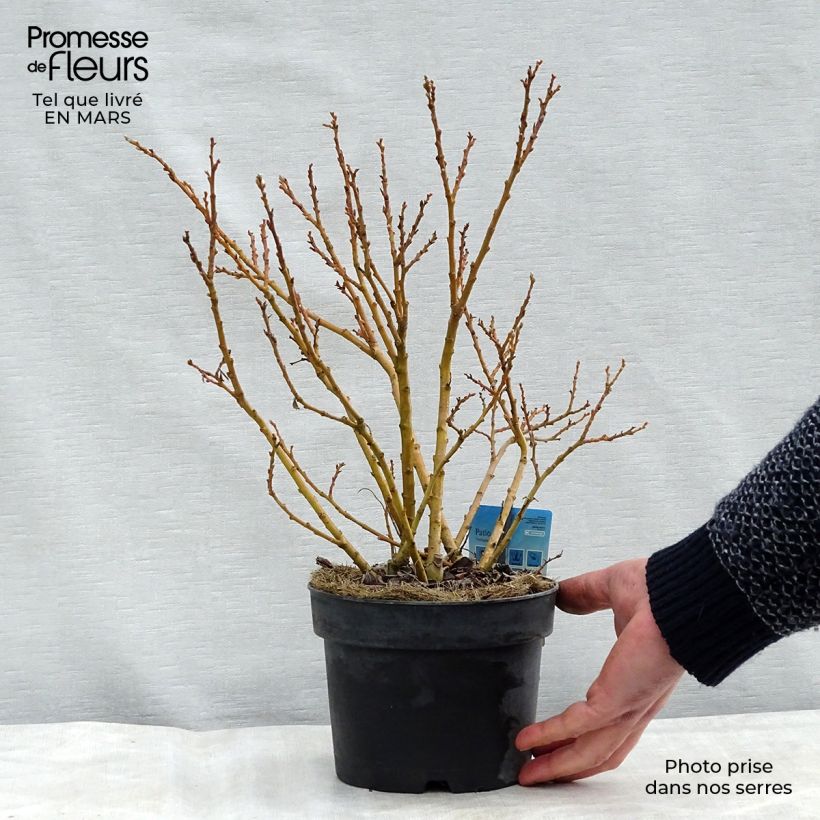 Example of Kriech Weide - Salix tetrapla Topf mit 2L/3L as you get in hiver