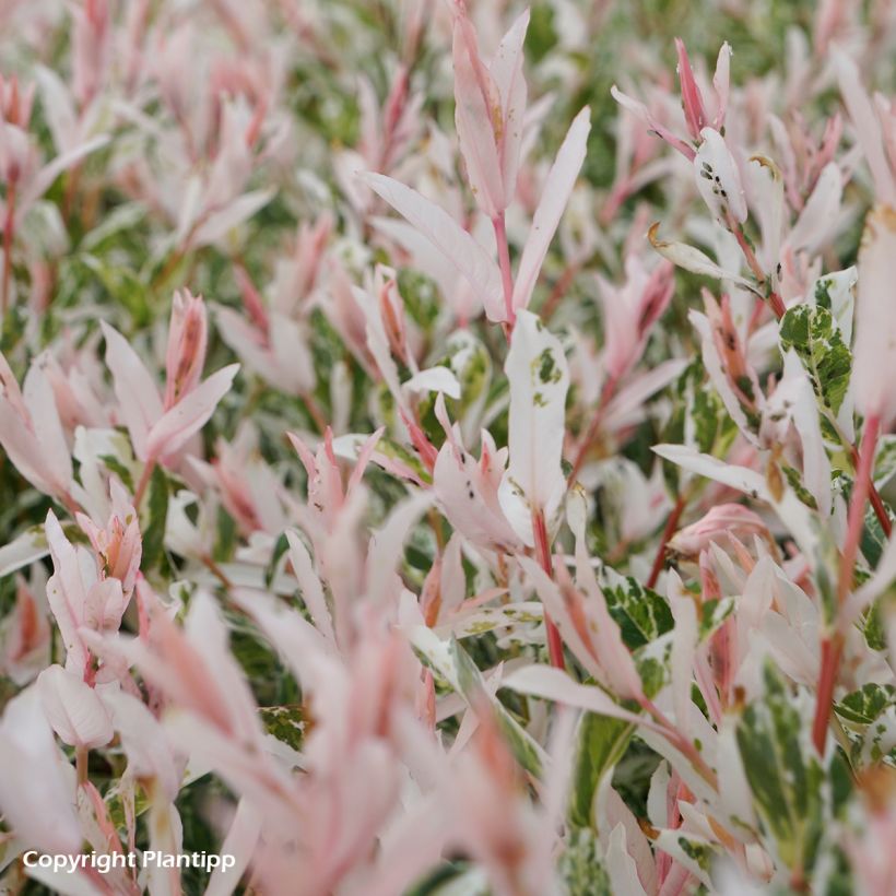 Harlekinweide Flamingo - Salix integra (Foliage)