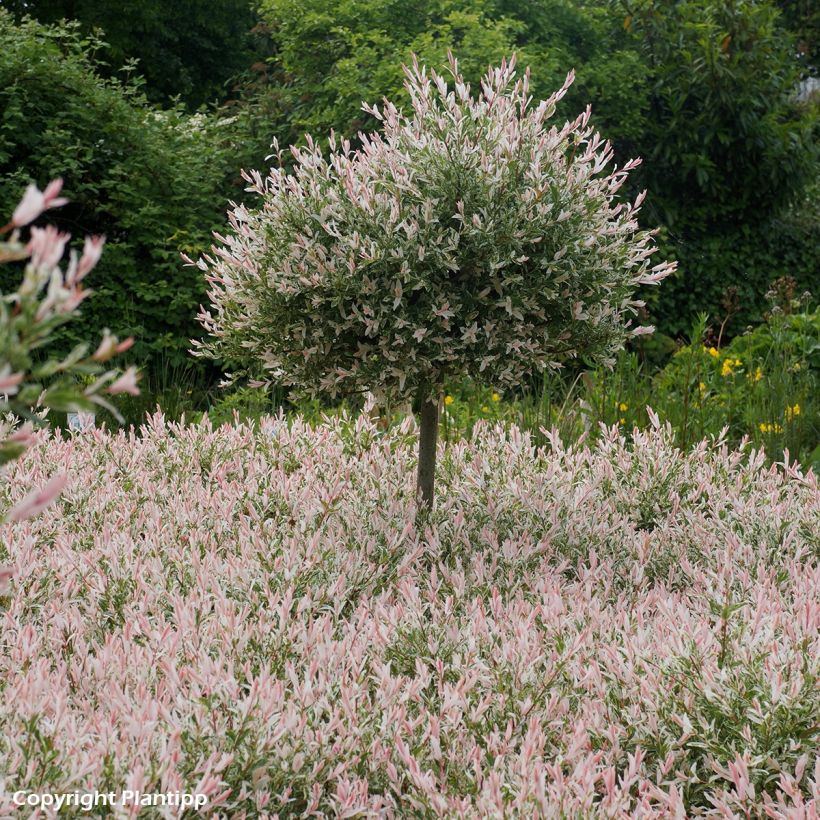 Harlekinweide Flamingo - Salix integra (Plant habit)