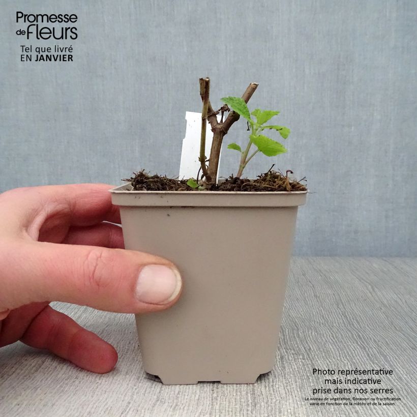 Exemplar von Salvia guaranitica Amante - Guarani-Salbei Kleine Töpfe von 8/9 cm wie im Winter geliefert