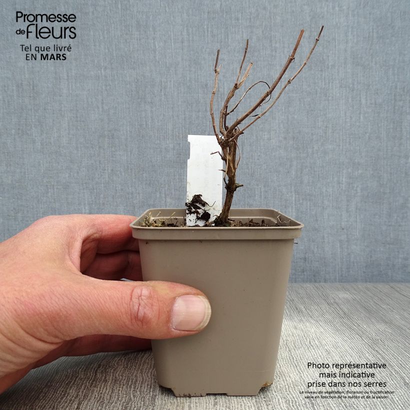 Exemplar von Salvia Papajan - Ziersalbei Kleine Töpfe von 8/9 cm wie im Frühjahr geliefert