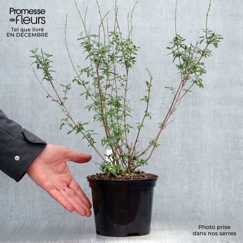 Exemplar von Salvia Papajan - Ziersalbei Topf mit 2L/3L wie im Winter geliefert