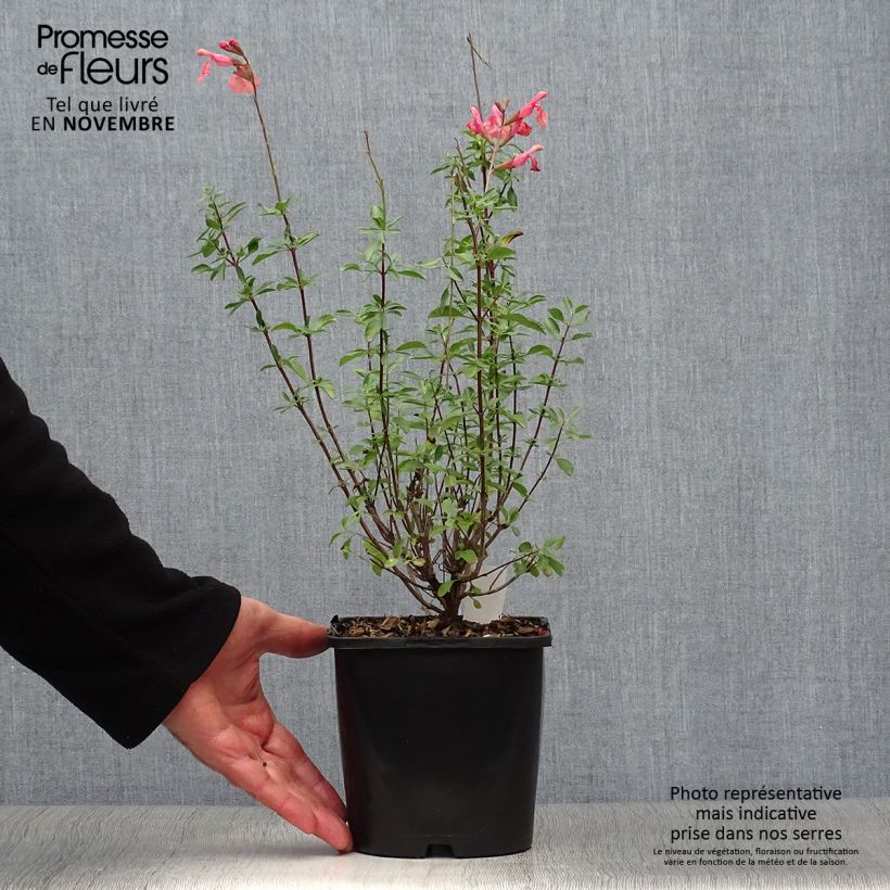 Example of Salvia Papajan - Ziersalbei Topf mit 2L/3L as you get in automne