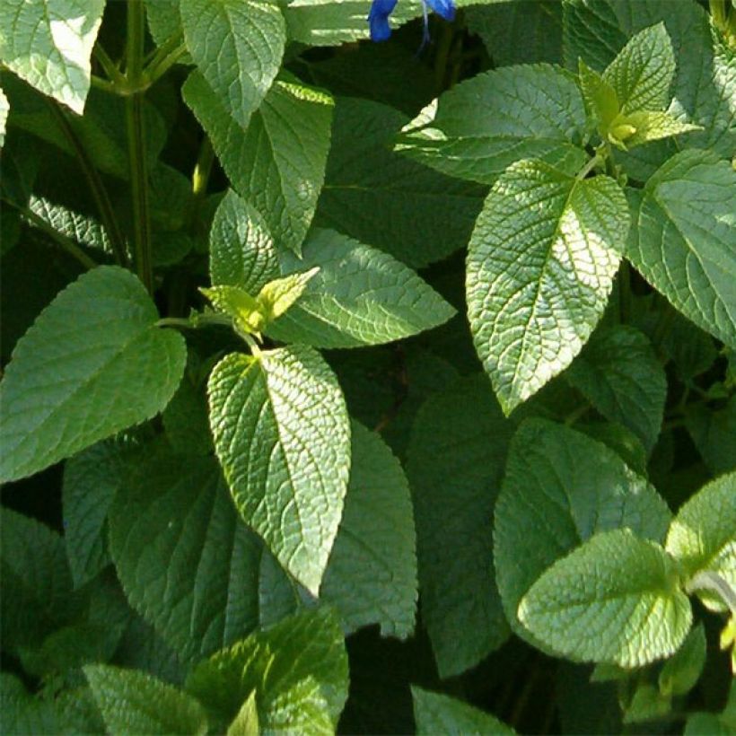 Salvia guaranitica Amistad violet - Guarani-Salbei (Foliage)