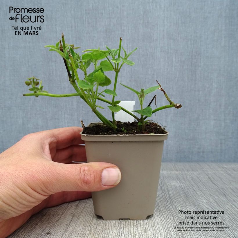 Exemplar von Salvia cacaliifolia  - Salbei Kleine Töpfe von 8/9 cm wie im Frühjahr geliefert