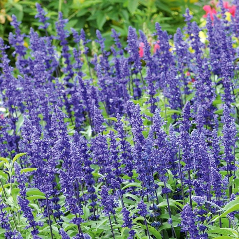 Mehliger Salbei Saga bleue - Salvia (Blüte)