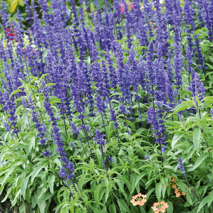 Mehliger Salbei Saga bleue - Salvia (Hafen)