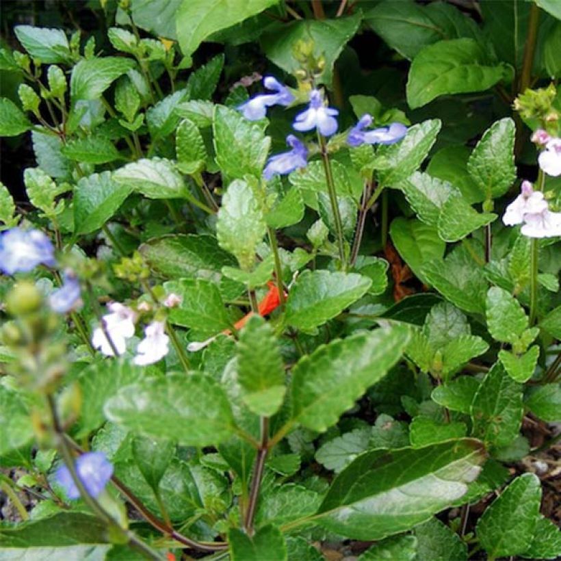 Salvia forreri - Forrers Salbei (Foliage)