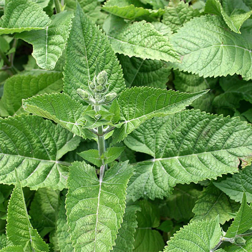 Salvia glutinosa - Klebriger Salbei (Foliage)