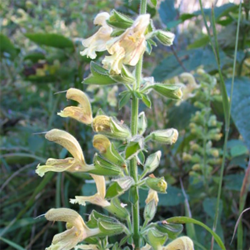 Salvia glutinosa - Klebriger Salbei (Flowering)