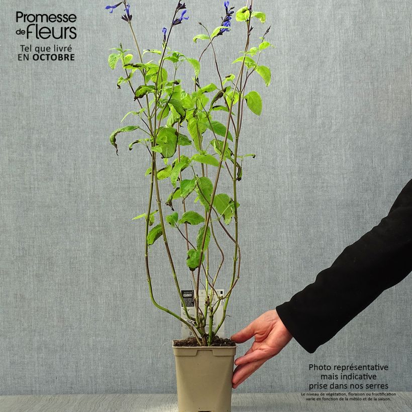 Example of Salvia guaranitica Black and Blue - Guarani-Salbei Topf mit 2L/3L as you get in automne