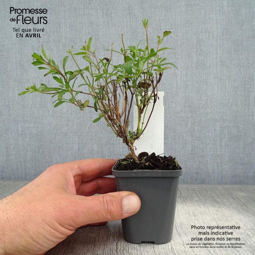 Exemplar von Salvia jamensis Violette de Loire Kleine Töpfe von 7/8 cm wie im Frühjahr geliefert