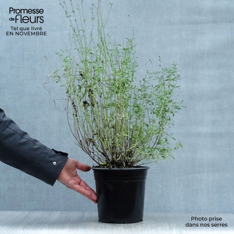 Example of Salvia jamensis Violette de Loire Topf mit 2L/3L as you get in automne
