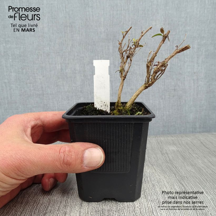 Exemplar von Salvia microphylla Delice Aquamarine Kleine Töpfe von 8/9 cm wie im Winter geliefert