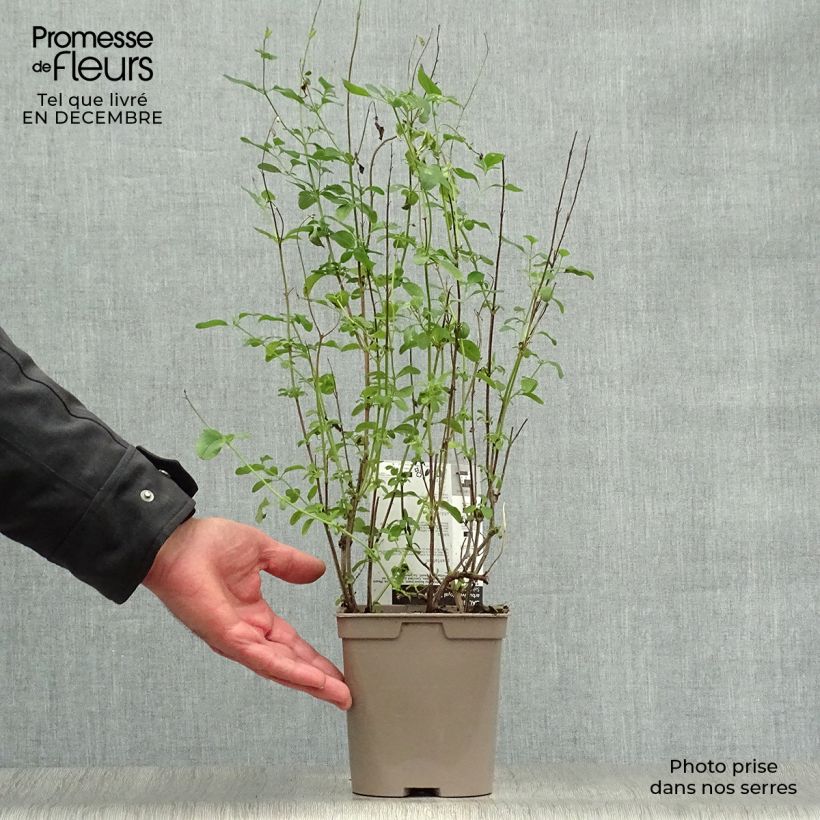 Exemplar von Salvia microphylla Royal Bumble Topf mit 2L/3L wie im Winter geliefert