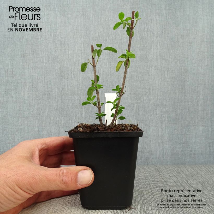 Example of Salvia microphylla Royal Bumble Kleine Töpfe von 8/9 cm as you get in automne