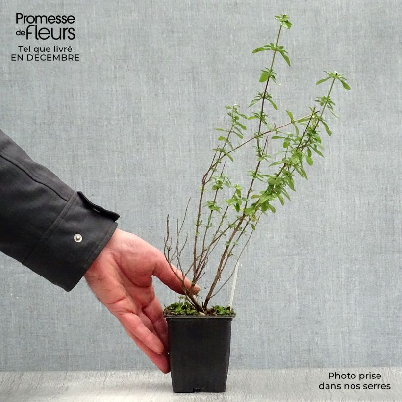 Exemplar von Salvia microphylla Royal Bumble Kleine Töpfe von 8/9 cm wie im Winter geliefert