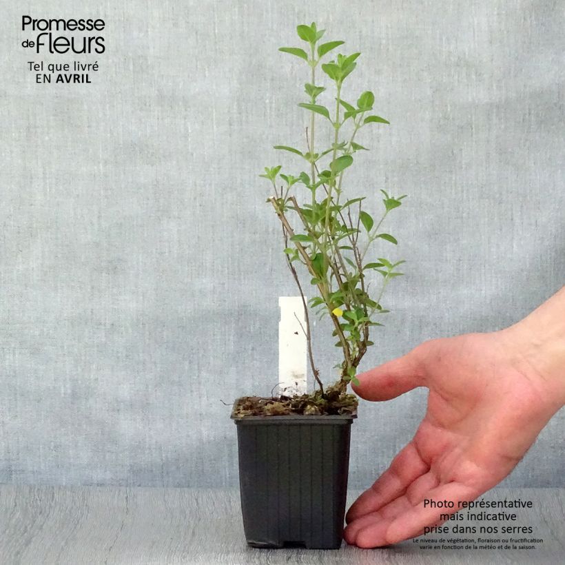 Exemplar von Salvia microphylla Royal Bumble Kleine Töpfe von 8/9 cm wie im Frühjahr geliefert